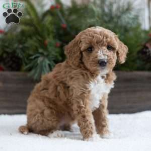 Candy, Mini Labradoodle Puppy
